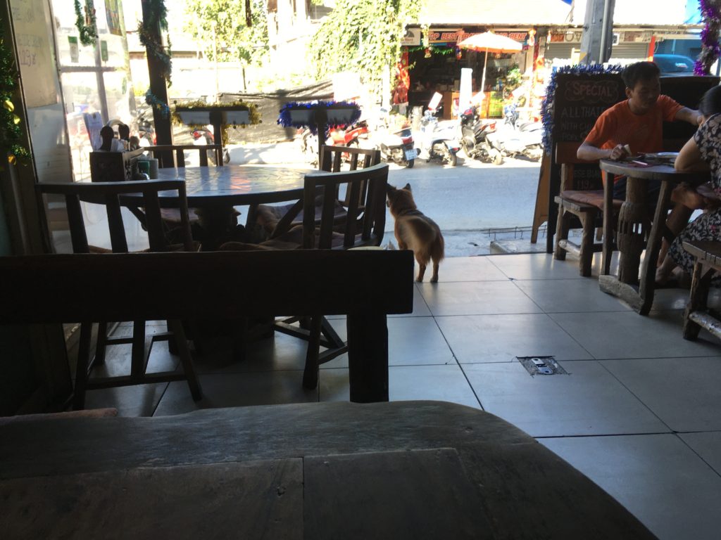 Wild Boarのパッタイ